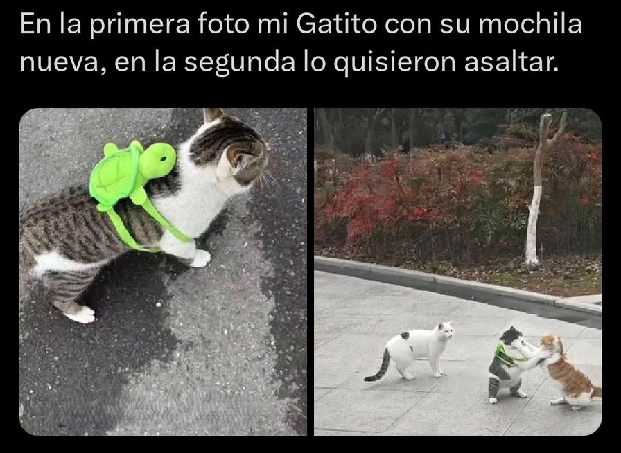 En la primera foto mi gatito con su mochila nueva, en la segunda lo quisieron asaltar - meme