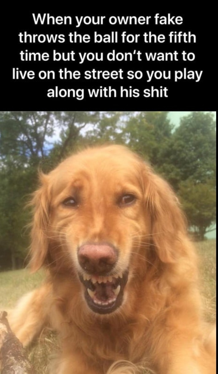 Smart and wise doggo - meme