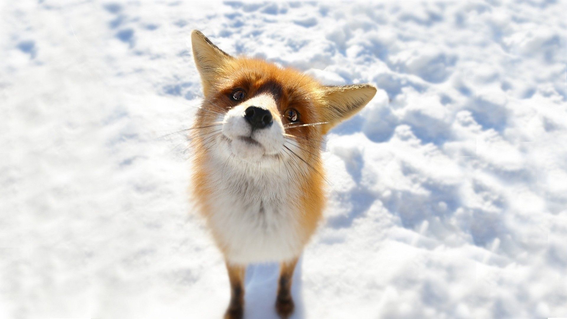 I found this fox online and it is so cute in my opinion - meme