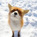 I found this fox online and it is so cute in my opinion