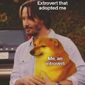 Extroverts adopting introverts