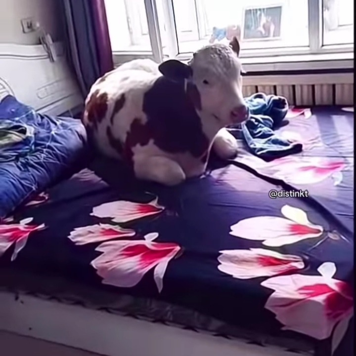 La mejor idea de Zeus para que no descubran que engaña a su mujer en la cama - meme
