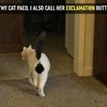 Cat Paco
