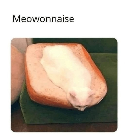 Mayo + cat = - meme