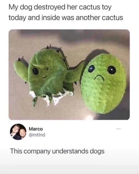 Dog destroyed her cactus toy only to find another cactus inside - meme