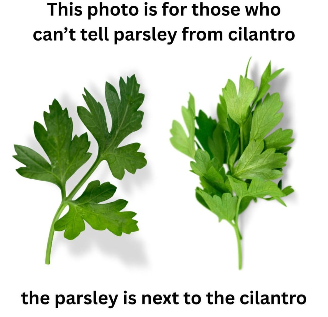 Parsley vs cilantro: the eternal grocery debate - meme