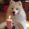 Doge birthday
