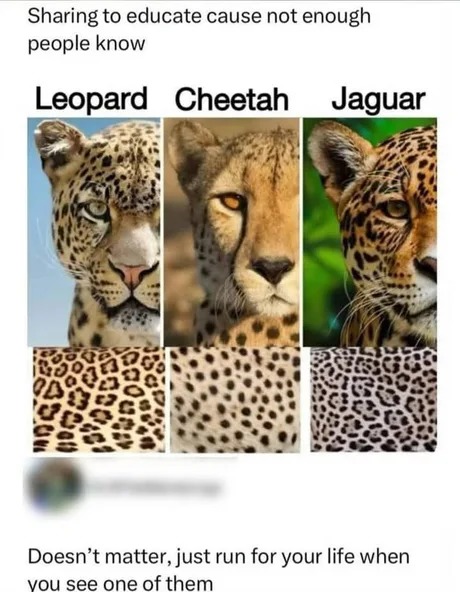 The difference between a leopart, a cheetah, and a jaguar - meme