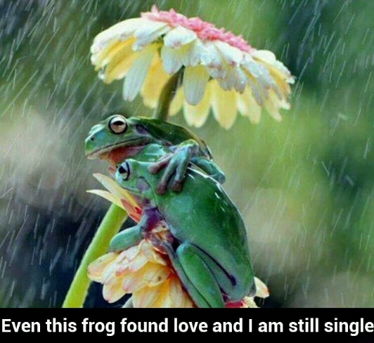 frog - meme