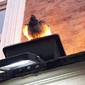 Fire pigeon