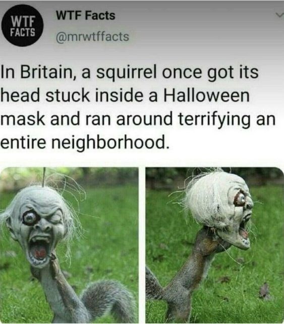 Squirrel once got its head stuck inside a Halloween mask - meme