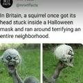 Squirrel once got its head stuck inside a Halloween mask