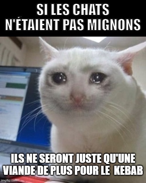 aimer les chats c'est purement physique - meme