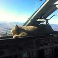 Cat in a cockpit. Every cockpit should have this feature installed.