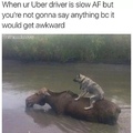 uber Doggo