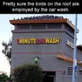 Bird poop