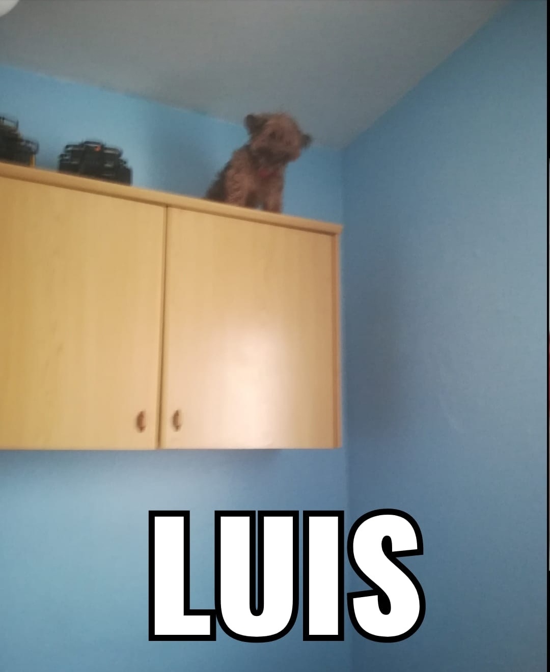 Luis - meme