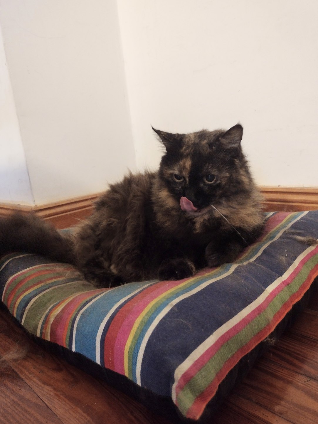 Gato reveal PD: pesa 10 kilos, es hembra, raza tortoiseshell, castrada - meme