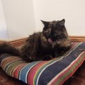 Gato reveal PD: pesa 10 kilos, es hembra, raza tortoiseshell, castrada