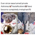 Irrelephant Astronaut Koalafications