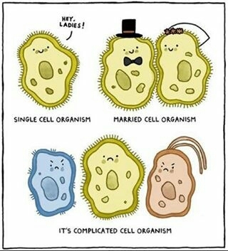 Whats ur cell structure now - meme