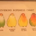 Lovebird ripeness chart