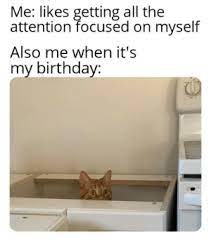 its my birthday meme cat