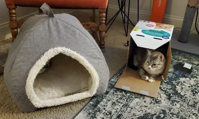 My dumb cat does the same thing - meme