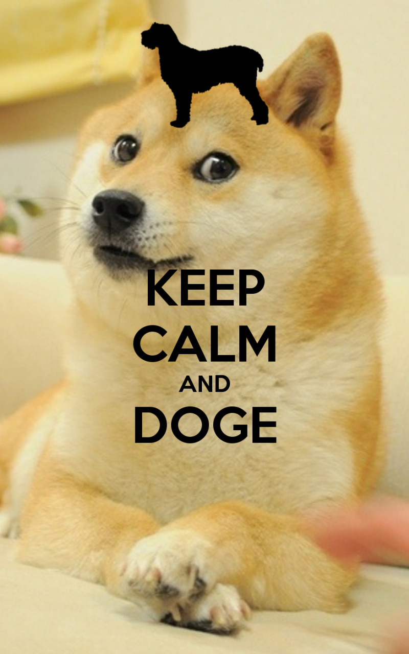 doge keeps goin out and run, pls fllow his rules - meme