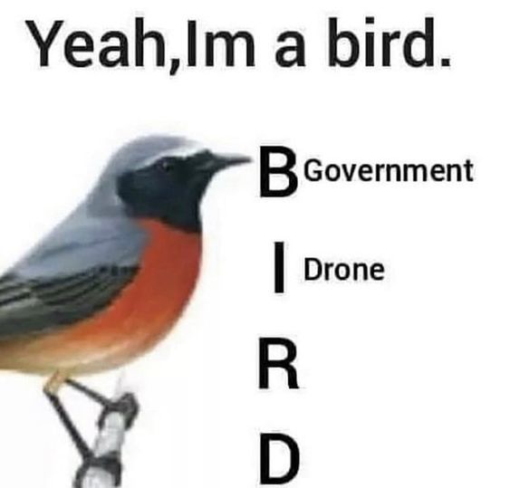 bird - meme