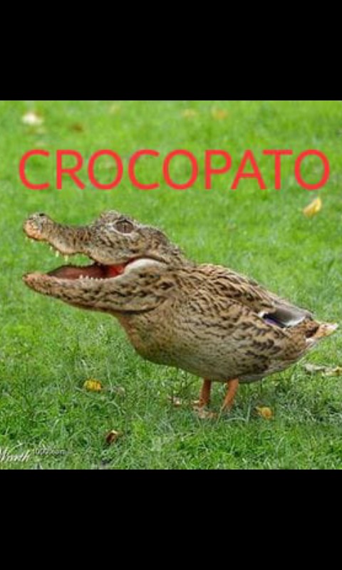 CROCOPATO - meme