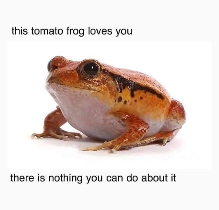 We love you too Tomato Frog - meme