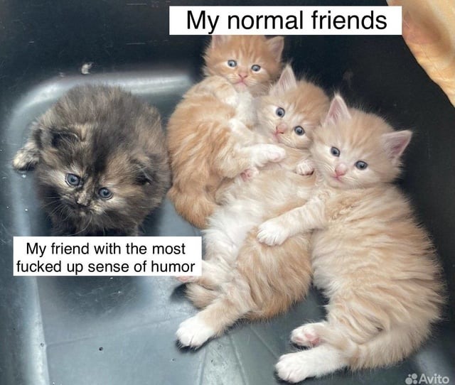 Cat friends meme