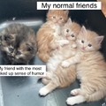 Cat friends meme