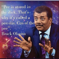 Pee is stored in the dick