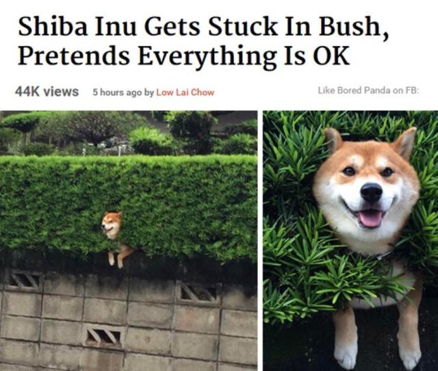 Shiba Inu gets stuck in Bush, pretends everything is OK - meme