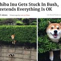 Shiba Inu gets stuck in Bush, pretends everything is OK
