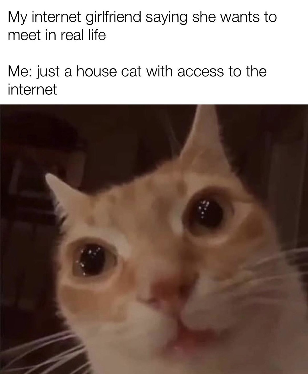 Internet cat - meme