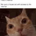 Internet cat