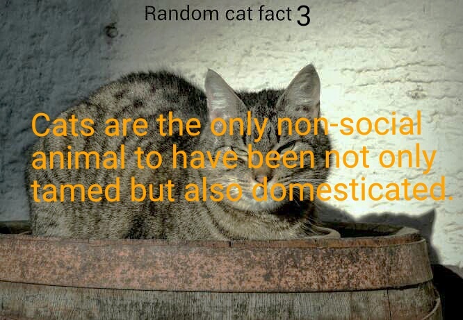 Cat facts return if moderators allow it - meme
