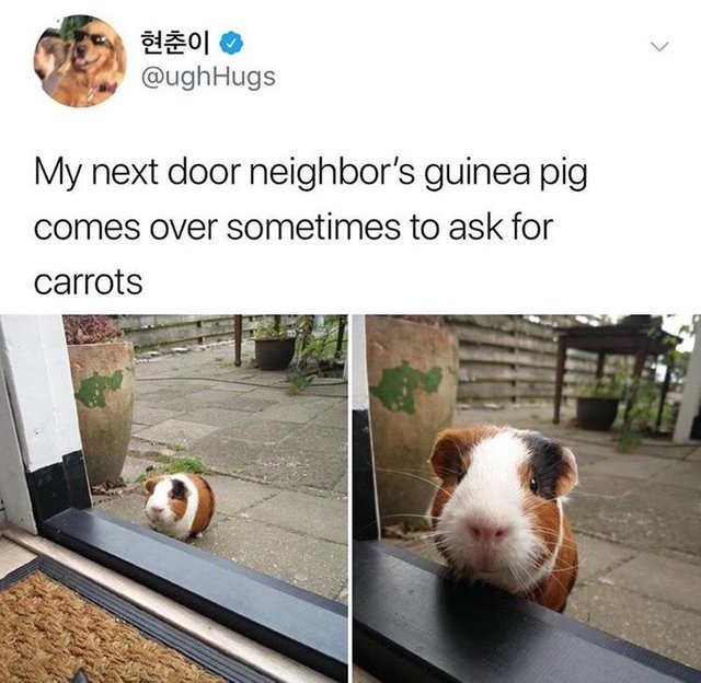 Piggies! - meme
