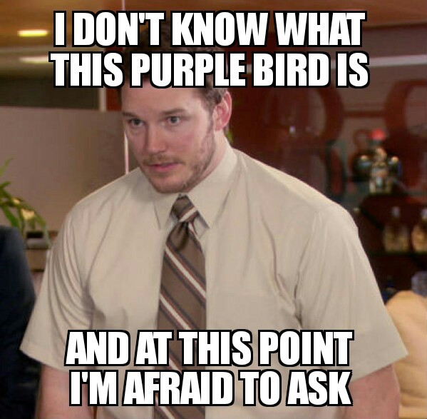I hope that bird doesn't become popular - meme