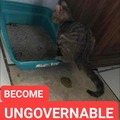 cat rejects the status quo