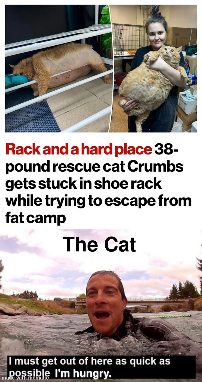 Poor Poor Kitty - meme