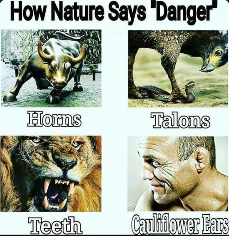Nature’s danger checklist: claws, teeth, vibes - meme