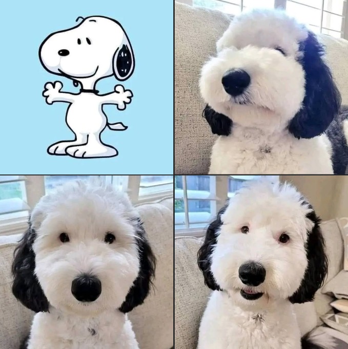 Es Snoopy es real! - meme
