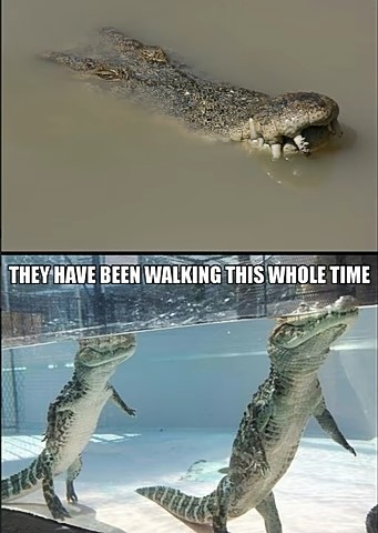 Image result for crocodile meme