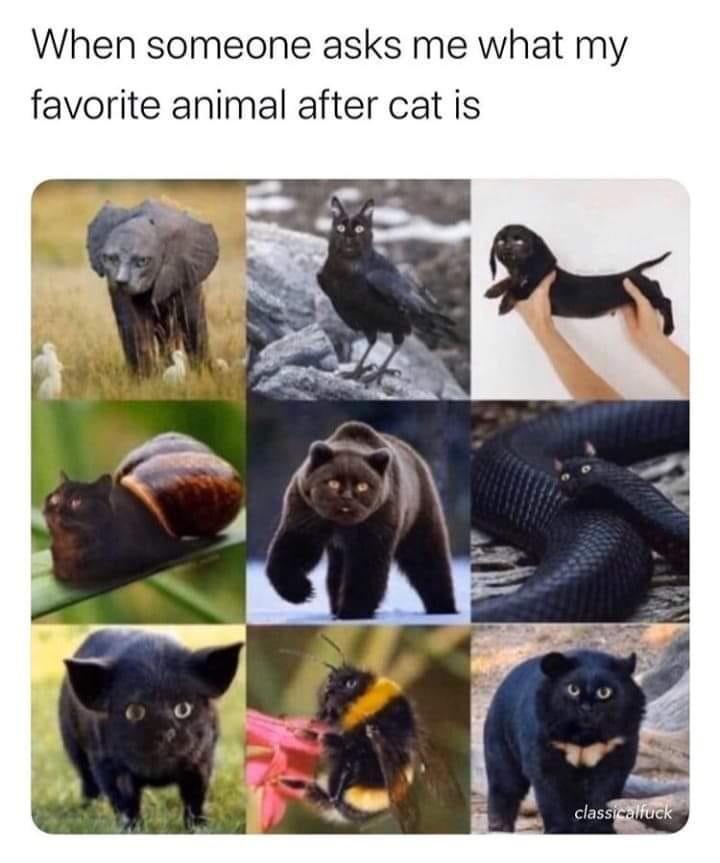 Catdog - meme