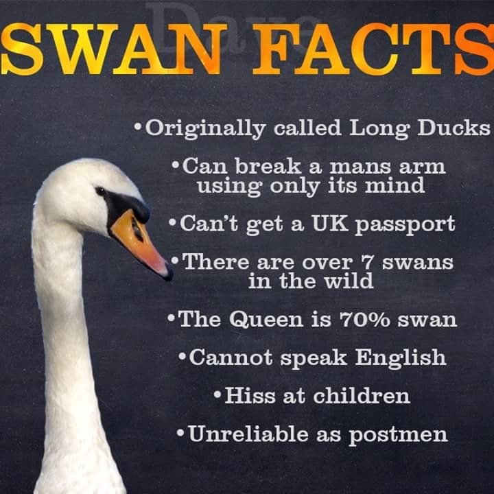 swan facts - meme