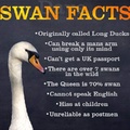 swan facts